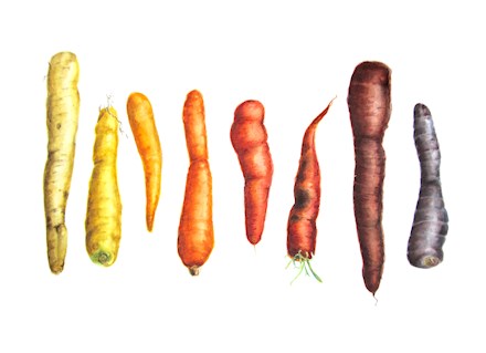 Heirloom Carrots - Watercolour on Paper